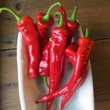 25 HOT PORTUGAL PEPPER SEEDS ~ heirloomseedguy ~ 2026 ~ NON-GMO