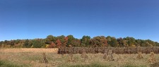 HA51057 - Autumn Harvest, Scenic Backdrop  - Hudson  Allen
