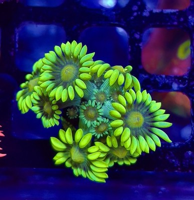 TNTcoral-ACID LEMON DROP Goniopora 3/4  Frag-Live Coral-REEF TANK-LPS-SPS-ZOA
