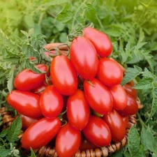 Roma Tomatoes - Seeds - Organic - Non Gmo - Heirloom Seeds – Vegetable Seeds
