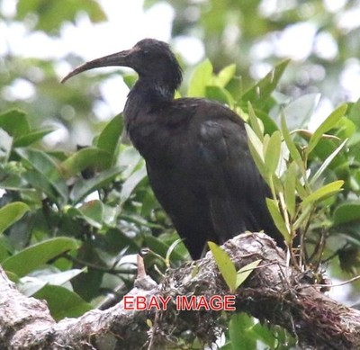 FOTO GLÄNZENDE IBIS COSTA RICANISCHE VÖGEL