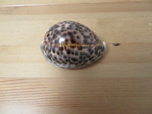 Vintage Specimen Shell - Tiger Cowrie/Leopard Cowry (Cypraea tigris) - Larger