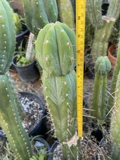Echinopsis Cactus Misplant Hybrid Cutting anokxhuarz