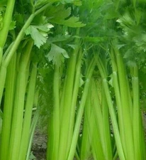 TALL UTAH CELERY SEEDS 1000+ vegetable GARDEN salad SOUP non-gmo FREE SHIPPING