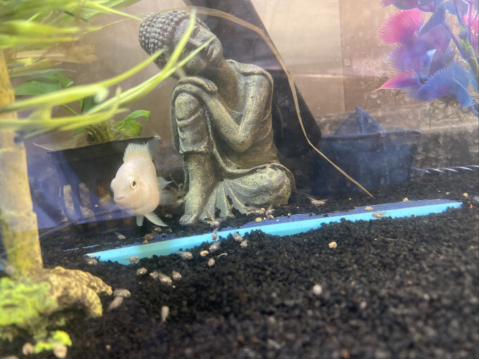 parrot cichlid live fish eBay