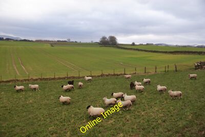 Photo 6x4 Sheep taking fright at me Penrith I try to avoid causing shocks c2014