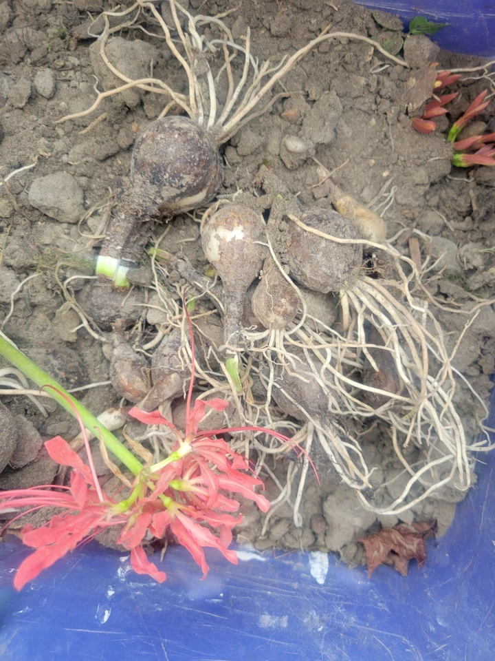 10 LARGE Red Spider Lily Bulbs DUG FRESH UPON PURCHASE Lycoris radiata - Image 4 of 4