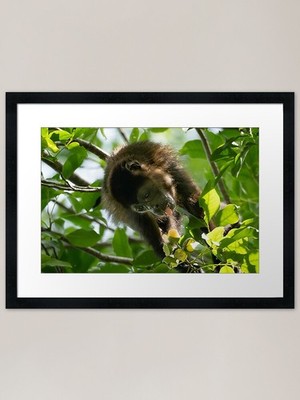 Cute Monkey eating ropical Jungl Framed Wall Art Poster Canvas Print Picture