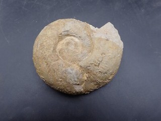 Ammonit Progeronia Malm delta C8