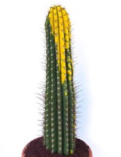 Cereus pasacana VARIEGATED SEEDS -  - SEMI Cactus pasacana | Cardón