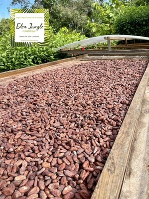 Cacao Beans - Nibs  Roasted & Shelled 100% Organic Single Origin 2kg (4.4lbs)