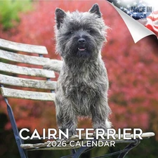 Cairn Terrier Dog Breed Calendar 2026 FULL SIZE 12x24 Made in USA