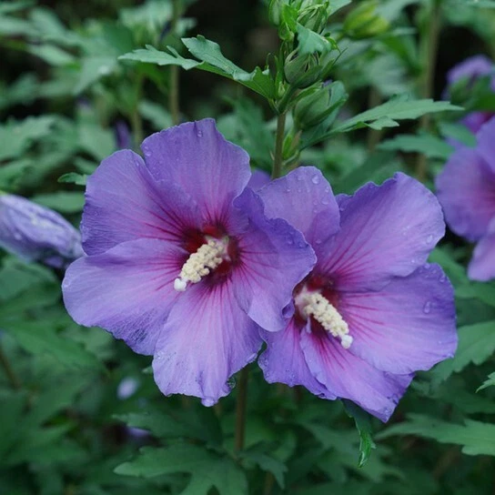30 Rose of Sharon violet  Seeds $3.75 include shipping. - Image 2 of 2