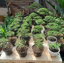 Bonsai 10 Plants || Premna microphylla Bonsai Tree.