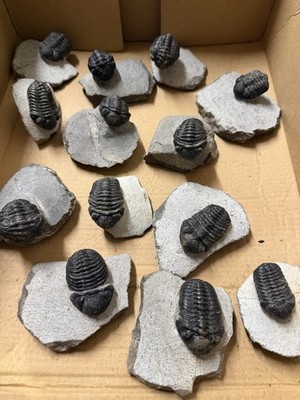 Trilobit Phacops Mitteldevon