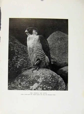 Original Old Antique Print Tiercel Off Duty Birds Hawks