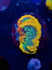 TNTcoral-JF Yellow Submarine Favia 3/4” Frag-WYSIWYG-Frag-Live Coral-LPS-SPS-ZOA