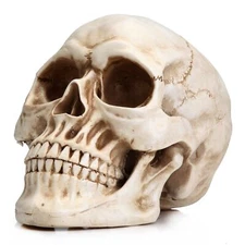 Human Size Skull Model 1:1 Replica Realistic Human Adult Skull Head Bone Model