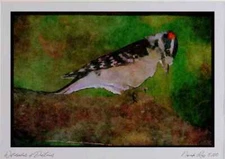 163070 Downy Woodpecker (male) Watercolour Picture Ltd Ed A4