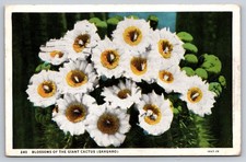 Postcard Blossoms of the Giant Cactus Sahuaro USA Posted 1936