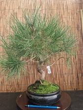 Bonsai di Pino Thumbergii h 51cm Visita il mio negozio!