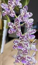 Rhynchonopsis Dragon Charmy - Orchid Seedling