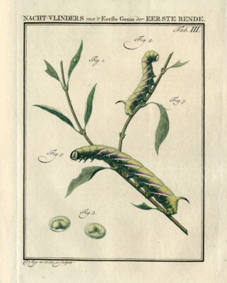 Antiker Druck - Untersetzer Falkenmotte - Raupe - Sepp - 1762