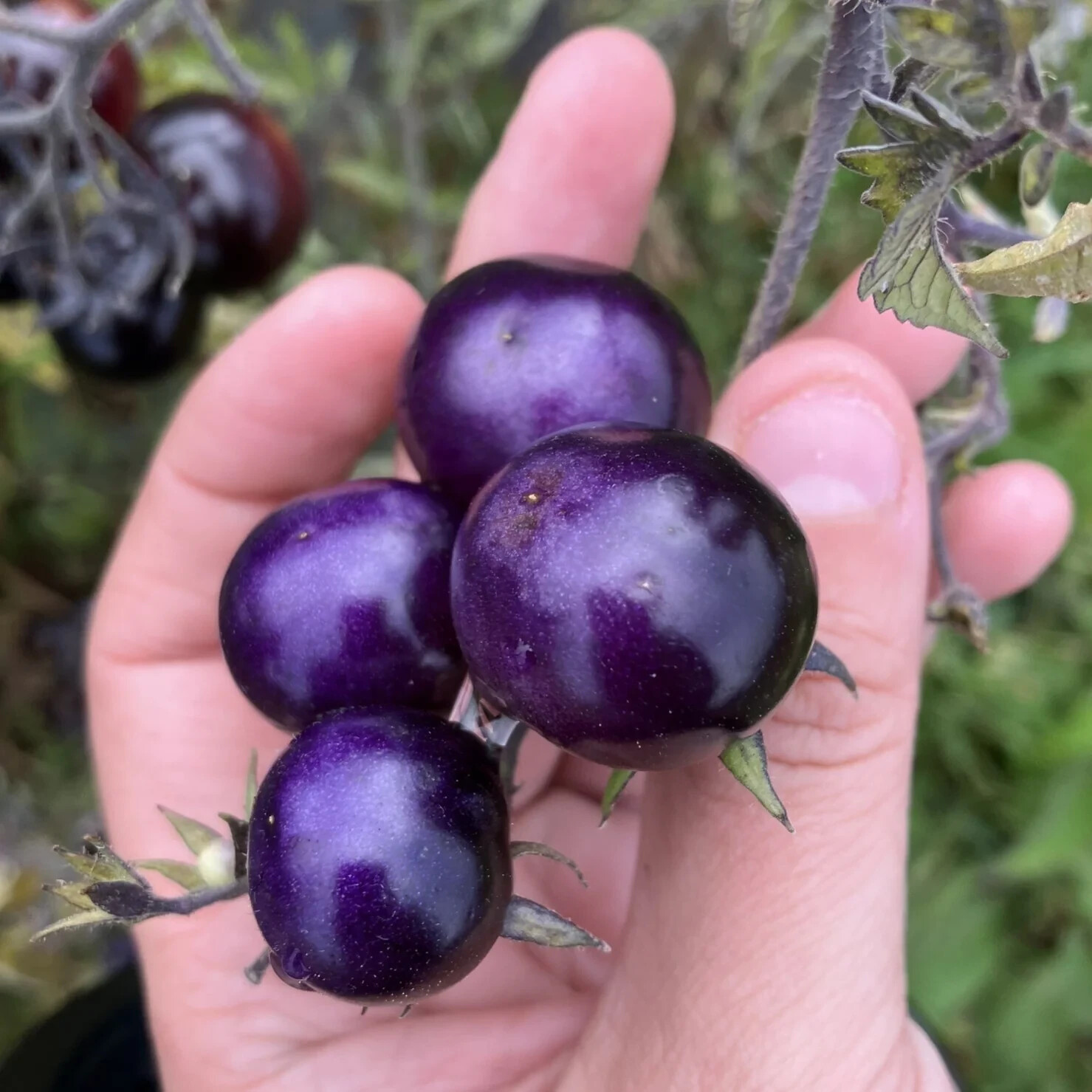 PURPLE Seeds Cherry Tomato SUPER SWEET non-GMO Vegetable RARE 50 seeds