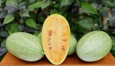 RARE✿ Japanese Heirloom Kaho Watermelon 10 Seeds ●Great Flavor