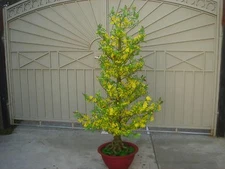plastic artificial yellow apricot flower tree with pot 72" tall (hoa mai)