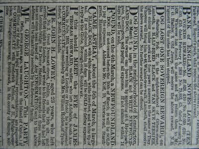 アンティークプリント○ランバート「蘭」1885年 アンティークプリント○ランバート「蘭」1885年