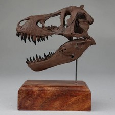 Tyrannosaurus rex Skull Model Dinosaur Statue Animal Model Display 3D Printing