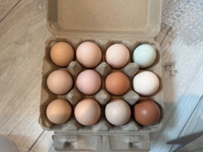 MUSA MEADOWS 12 Mix Hatching Eggs (Rare Breeds)