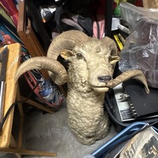 Large Animal Ram Shoulder Mount Taxidermy Mount with Curled Horns Display Decor