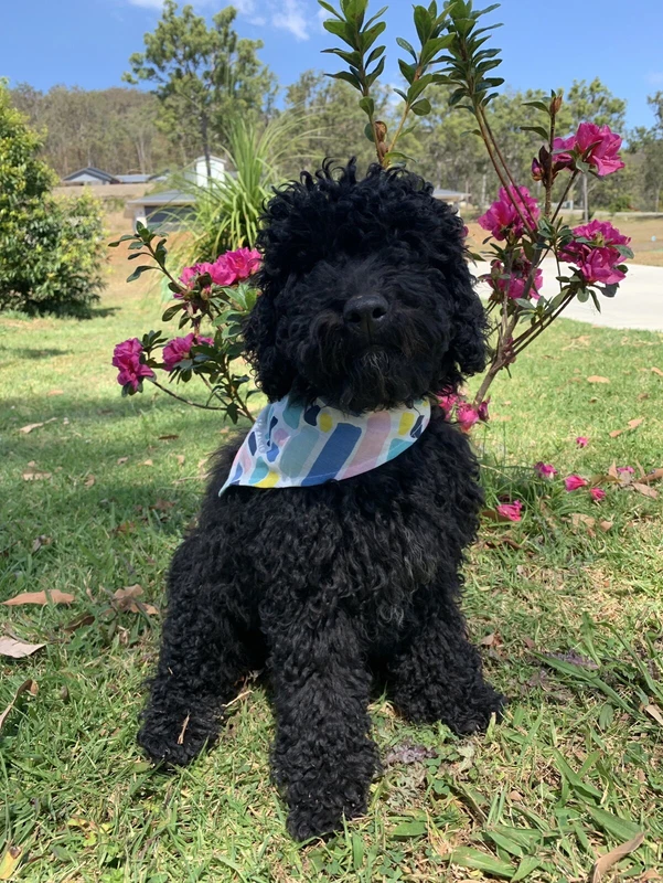 portuguese water dog gumtree