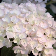 Hydrangea Shrub Garden Plant Endless Summer The Bride 1 or 2 x 3L or 5L Pot T&M