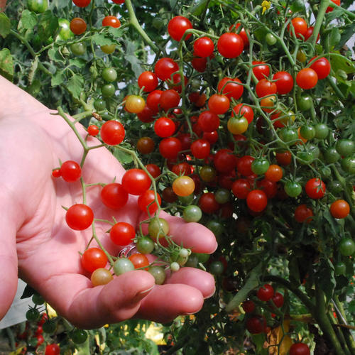 ORGANIC TOMATO CURRANT RED 75 FINEST SEEDS - Zdjęcie 1 z 3