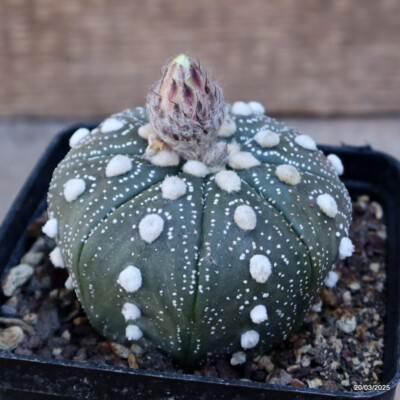 A4733 ASTROPHYTUM SUPERKABUTO pot9-H5-W7 cm MaMa Cactus