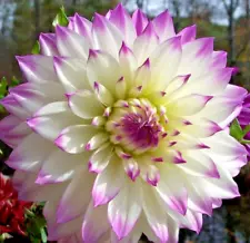 Dahlia FERNCLIFF'S ILLUSION 1 Live Flower Plant Bulb Tuber WHITE PURPLE 10" BIG