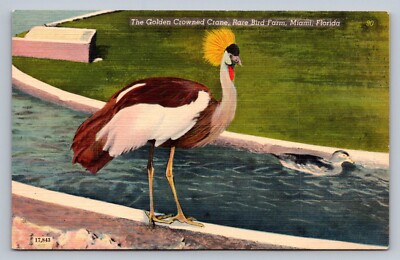 Postcard Florida Miami Golden Crowned Crane Rare Bird Farm Linen  C111