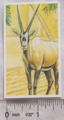 Brooke Bond Going Wild Nr. 9 Arabian Oryx, Wildlife Survival Challenge