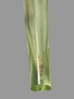 Antique Victorian 13.5" Figural Cherub Gilt Metal Base w Art Glass Vase Insert