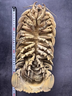 Seltene Tiefsee Bathynomus Isopode Taxidermie, gereinigt & gefüllt