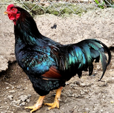 12 NPIP/AI DARK CORNISH INDIAN GAME  XXL MEAT BIRD  EGGS SHOW QUALITY GRADE A++