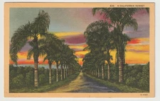 Vintage California Sunset Palm Avenue Linen Postcard Curt Teich