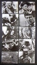 (Set of 24) The Savage Bees Christina Raines ORG Movie Photos 70s