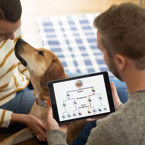 Kit de identificación de raza de embarque | Prueba de ADN de perro más precisa | Prueba 350+ perro... - Imagen 6 de 7