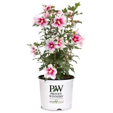 2 Gal. Paraplu Pink Ink Rose of Sharon (Hibiscus) Shrub with White and Pink Flow