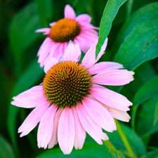 Hardy Perennial Plants, Coneflower Magnus, pink, bee friendly, 3 x