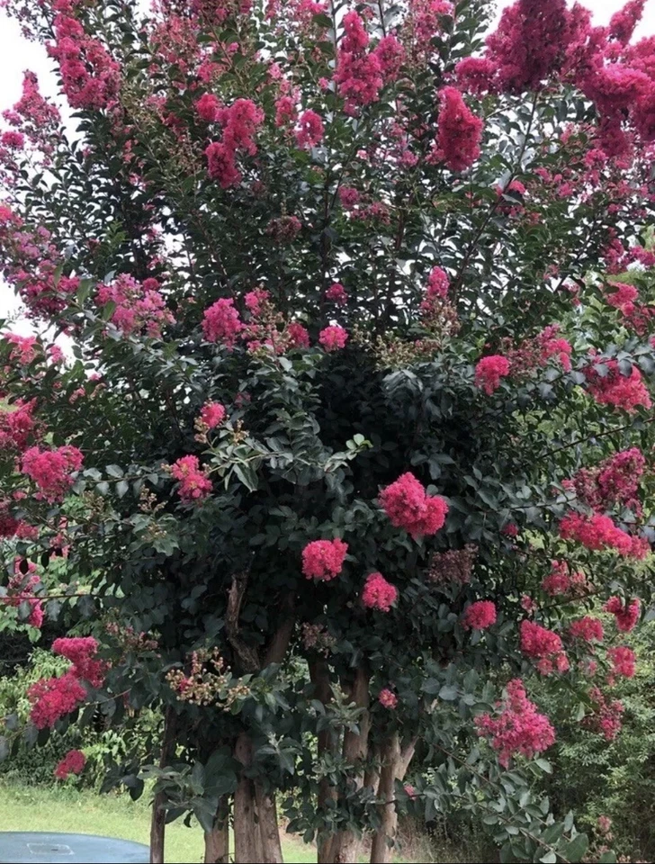 1,000 Crape Myrtle Seeds Crepe (Lagerstroemia Indica) (1,000 Seeds) - Image 3 of 3